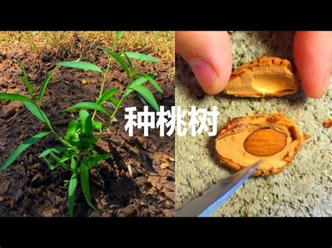 桃樹種植|【種桃樹】從核果到果香滿枝頭：親手種植桃樹的完整指南！